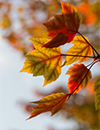 Herbstgrüsse